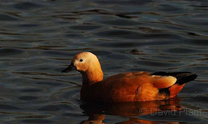 Ruddy shelduck - A.jpg - Ruddy shelduck - Nottinghamshire